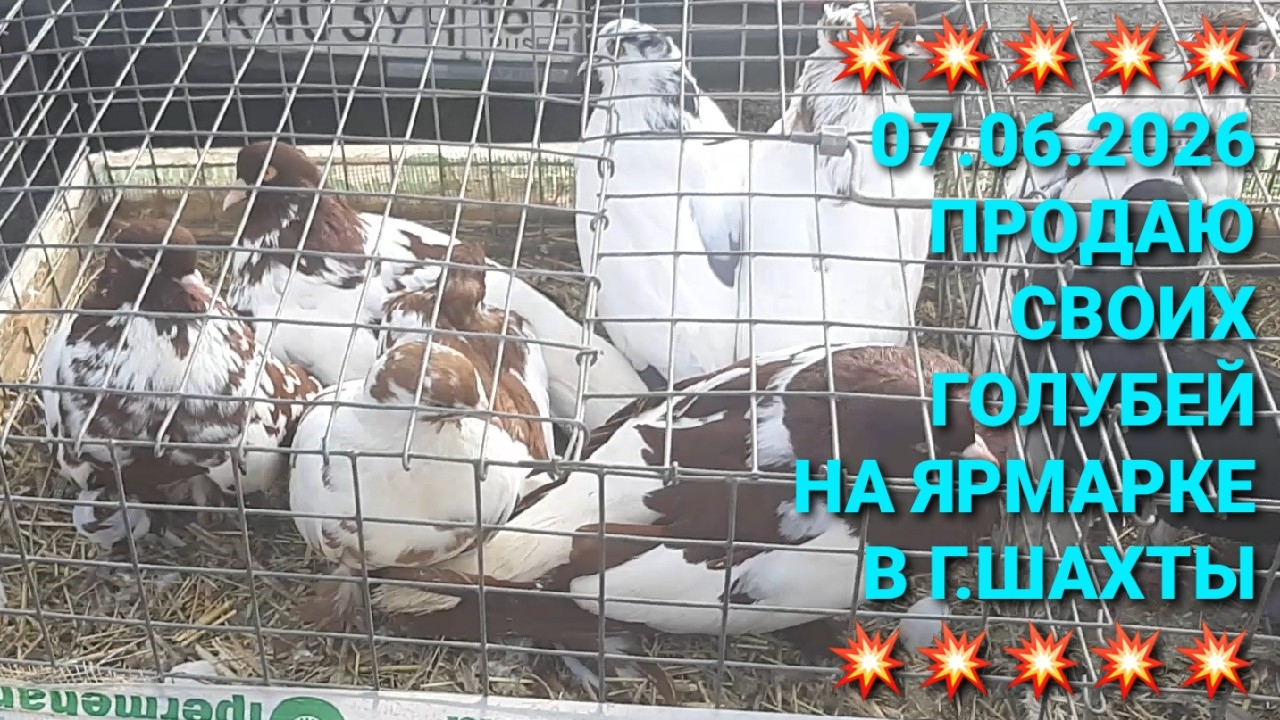 💥💥💥 Продаю своих голубей на ярмарке в г.Шахты. Птичий рынок.