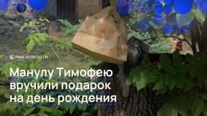 Манулу Тимофею вручили подарок на день рождения