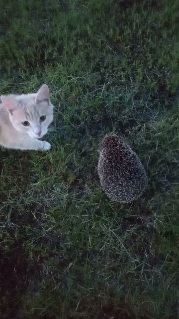 1000080388.mp4 смотреть онлайн