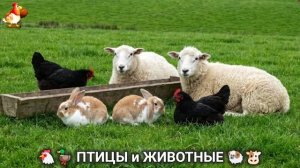 Сельские мотивы 🐏🐓🐇 Видео для души и радости 🌞 (8)