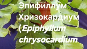 Эпифиллум Хризокардиум (Epiphyllum chrysocardium)