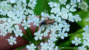 Усач Пятнистоусая лептура (Paracorymbia maculicornis)
