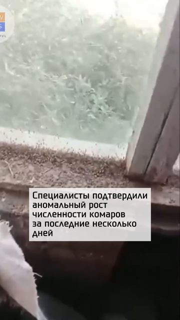 Атаковали полчища комаров