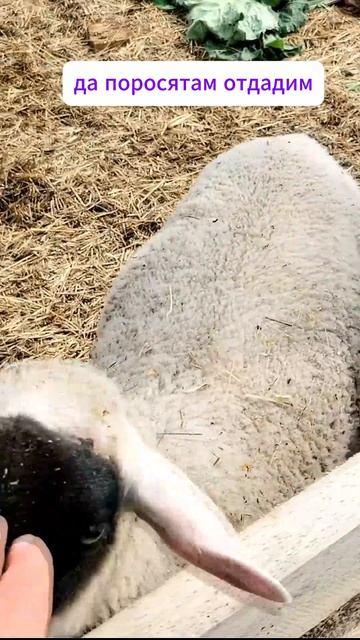 МОИ ШЕБУТНЫЕ БАРАШКИ! 🐑 С ними не соскучишься 😂