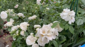 Космос и Салли Холмс🕊️в дождливый день ☔️11 июня 26г🌿