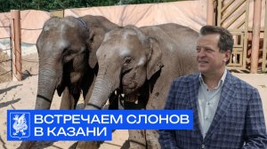 Встречаем слонов в Казани