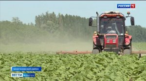 Холодный и дождливый май в Адыгее изрядно подпортили планы аграриев.