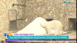 Сугроб для белой медведицы. Как Хаарчаана из Ленинградского зоопарка спасается от жары