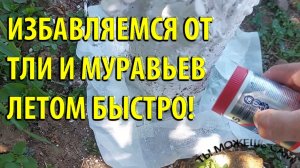 Как избавиться от Муравьев и Тли Летом без опрыскивания