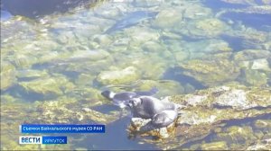 Байкальский музей приглашает на свой сайт полюбоваться нерпами в режиме реального времени