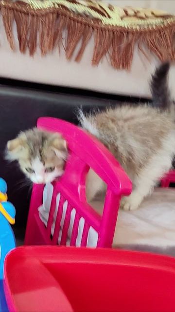 Котенок просунул голову в дырку в кровати. #котенок 4k