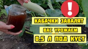 0,5 л под куст КАБАЧКОВ в Июле Урожай валом Подкормка под куст кабачков и цукини