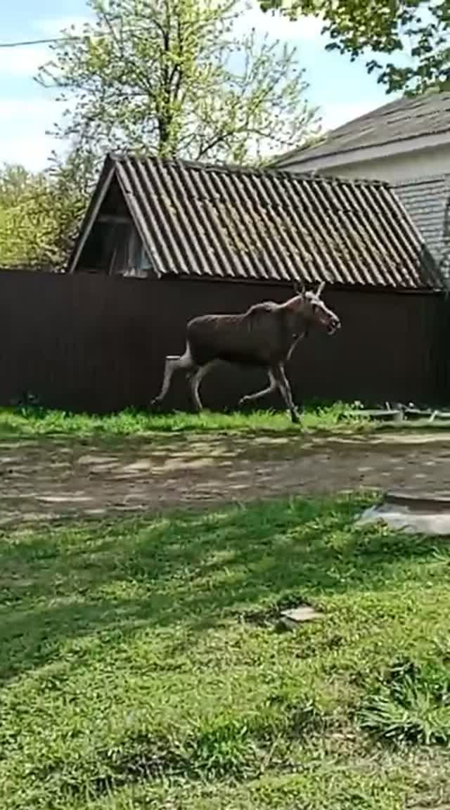 Лосенок в городе