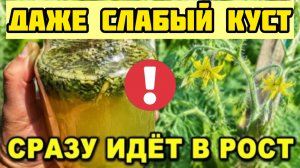 Не дайте томатам пустоцвет: схема подкормок в июне по фазам!