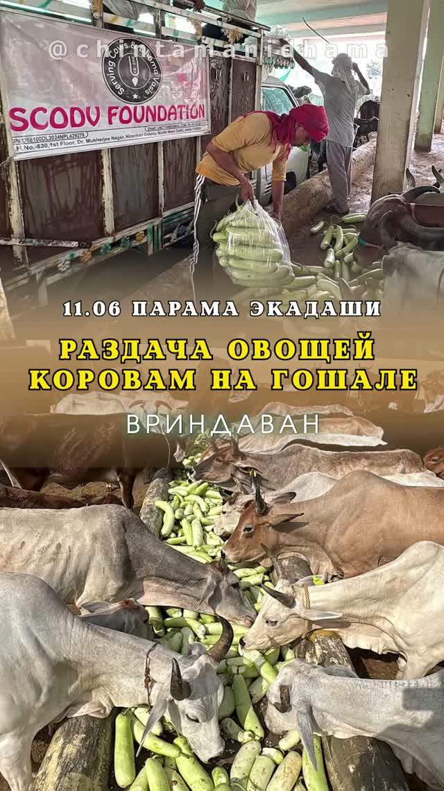 11 июня. Парама экадаши. Раздача овощей коровкам на гошале
