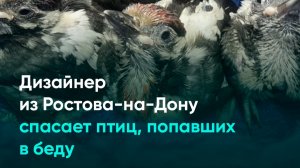 Дизайнер из Ростова-на-Дону спасает птиц, попавших в беду