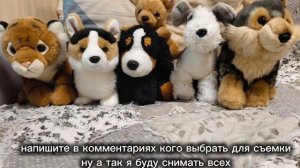 просто я очень люблю собак