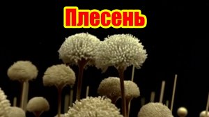 🌍 Хрупкий мир под микроскопом: как плесень раскрывает тайны жизни и разрушения