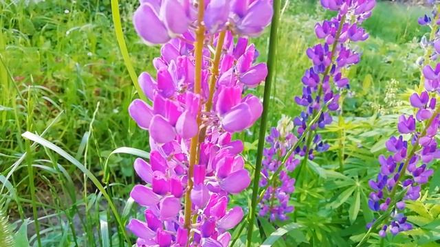 Пчёлка на цветке🪻🐝☘️ смотреть онлайн