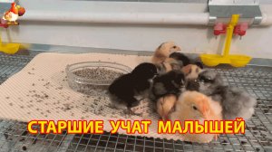 8 цыплят живут в брудере – Легбары, Амерауканы и Австралорпы под лампой (3)