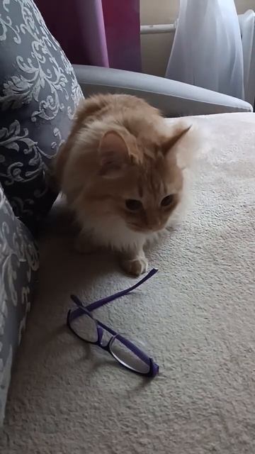 Соня напала на мои очки 😺👓🤗👍 смотреть онлайн
