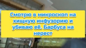 Смотрю в микроскоп на хищную инфузорию и убиваю её. Барбуса на нерест