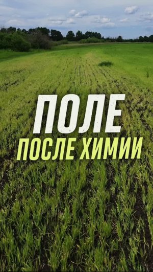 Результаты химической обработки поля #AUM #YogaFerma #сельскоехозяйство #поле #фермер