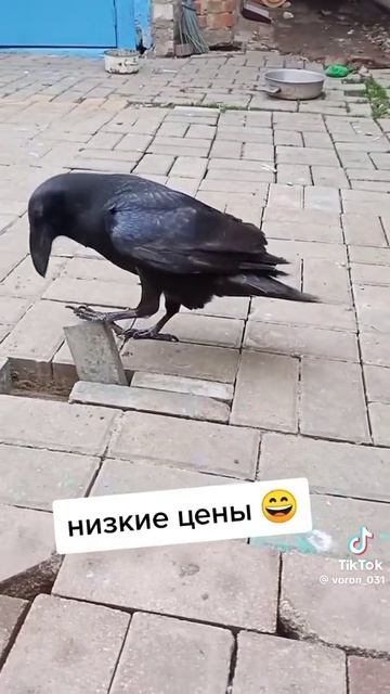 Укладка тротуарной плитки недорого 🤣👍 смотреть онлайн