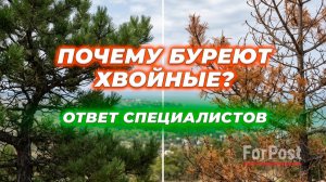 Почему зелёный символ Севастополя может быть под угрозой?