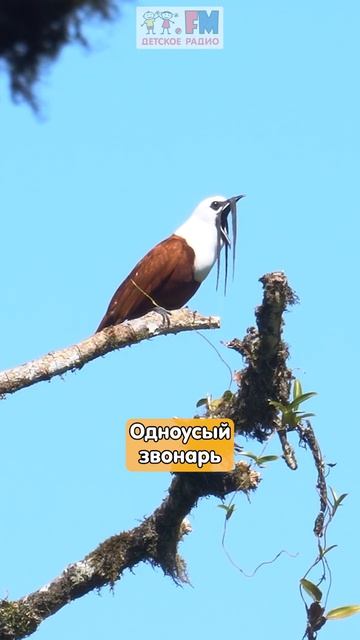 Самая громкая птица в мире - одноусый звонарь #детскоерадио #птицы #громко