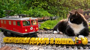 Садовая железная дорога и кошка. 🚂😺