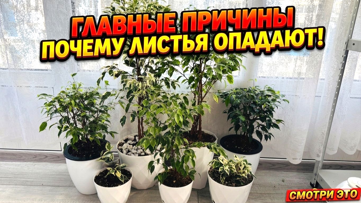 🔥ФИКУС - ГЛАВНЫЕ ПРИЧИНЫ ПОЧЕМУ ЛИСТЬЯ ОПАДАЮТ и СОХНУТ КОНЧИКИ!! смотреть онлайн