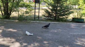 Мой город. Летнее утро. 11-06-2026