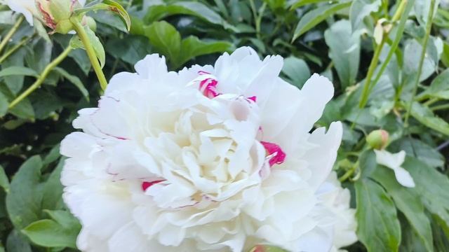Моя жизнь в деревне, 💐😍В гости к соседки.Сколько сил и надо на эту красоту. смотреть онлайн