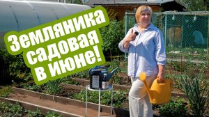 Клубника в июне: подкормки, полив и обработки для богатого урожая