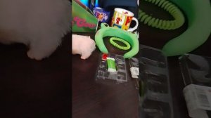 Новенький!!) брат Пиги