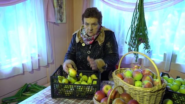 Секреты хранения яблок и груш.