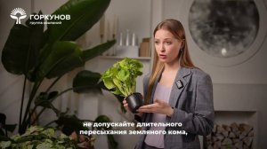 Сингониум - инструкция по уходу