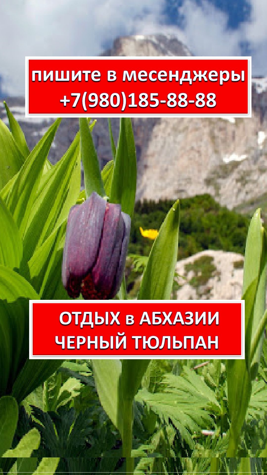 ОТДЫХ в АБХАЗИИ. АЛЬПИЙСКИЕ ЛУГА. ЧЕРНЫЙ ТЮЛЬПАН