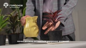 Кордилина - инструкция по уходу