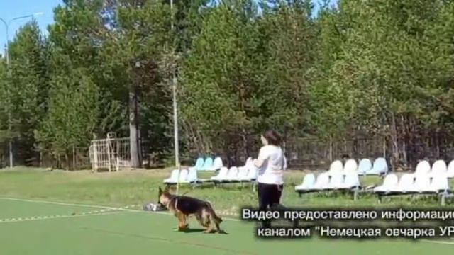 ПОДРОСТКИ СУКИ / КЧК СУРГУТ 30 мая`26 А.Кейвомяги Моно немецких овчарок