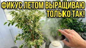 🔥ФИКУС - ГЛАВНЫЕ ПРИЧИНЫ ПОЧЕМУ ЛИСТЬЯ ОПАДАЮТ и СОХНУТ КОНЧИКИ!!