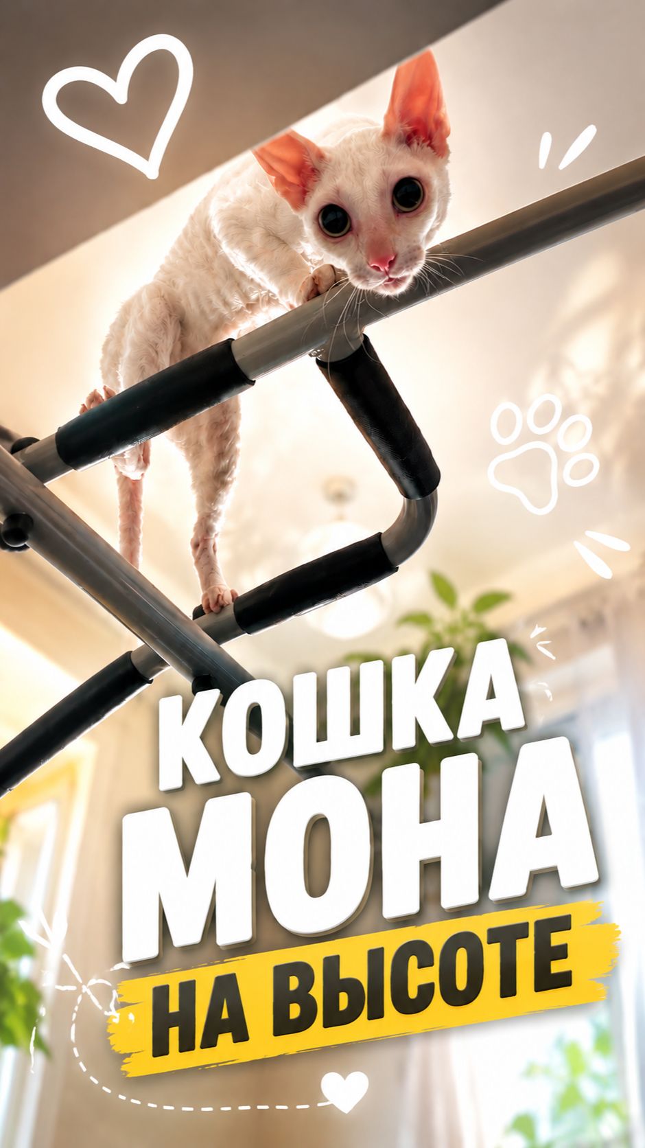 Кошка Мона на высоте! 🔝🐱