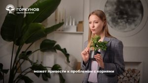Монстера - инструкция по уходу