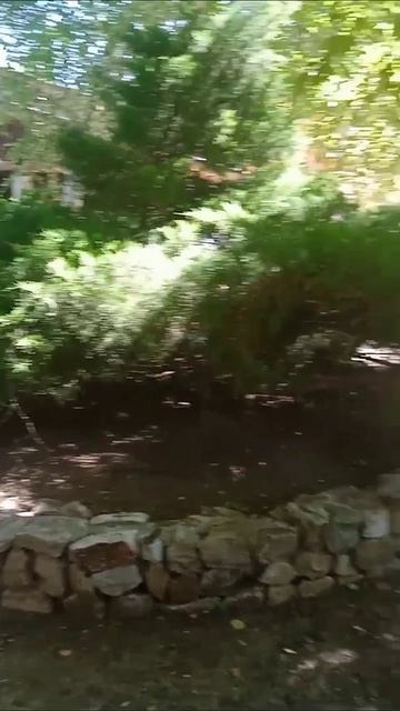 деревья🌳