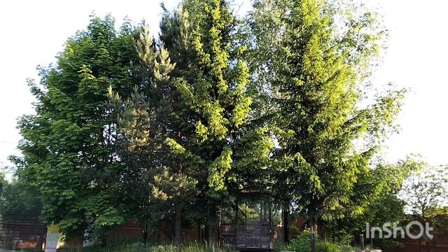 История новой песни.