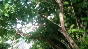 VID_20260610_181441_2.mp4