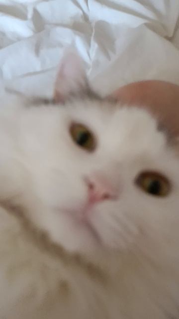 Моя кошка😸😽 смотреть онлайн