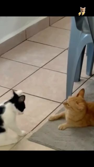 Самая игривая кошка!😻Веселые котики. Коты хулиганы! Невероятные трюки! #кот #хулиган #смех #short