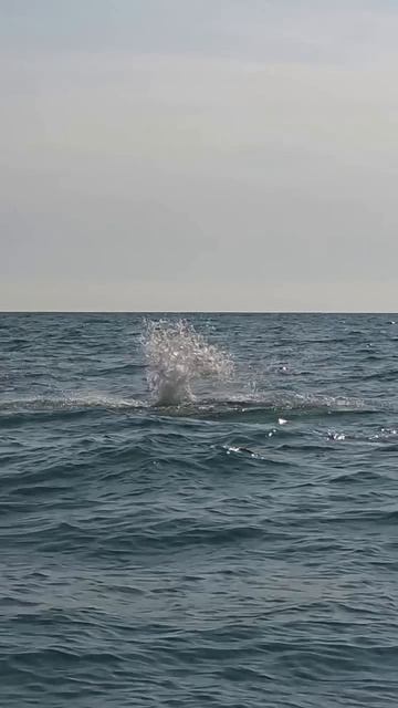 Утренний привет от наших дельфинов🐬